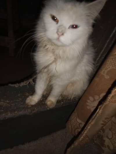 fersheysn cats