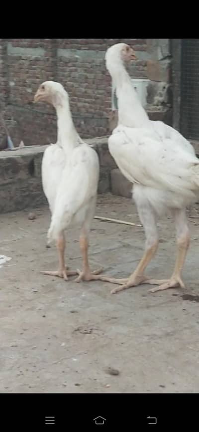 pure Shamo chicks available