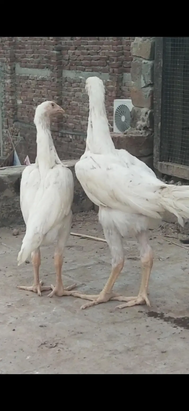 pure Shamo chicks available — photo 2