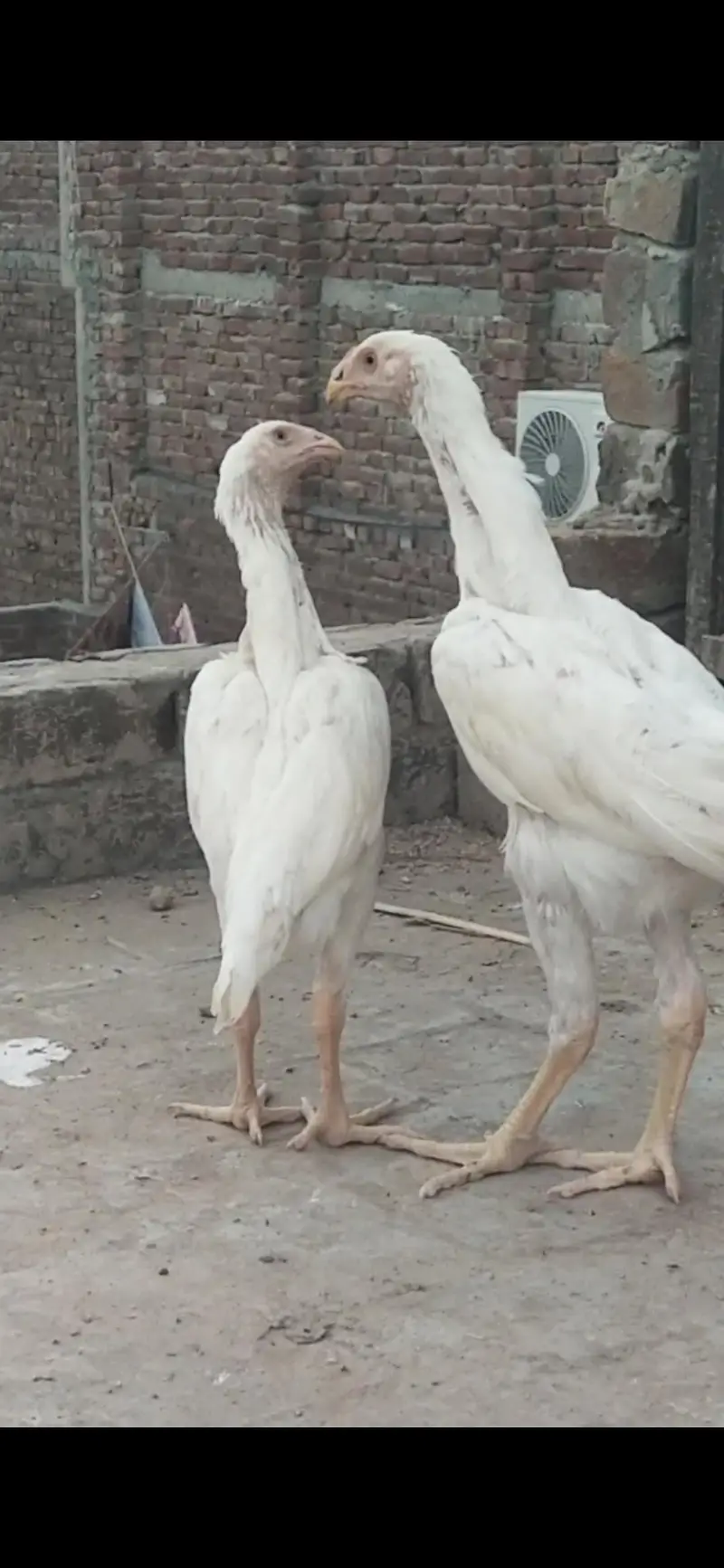pure Shamo chicks available — photo 3