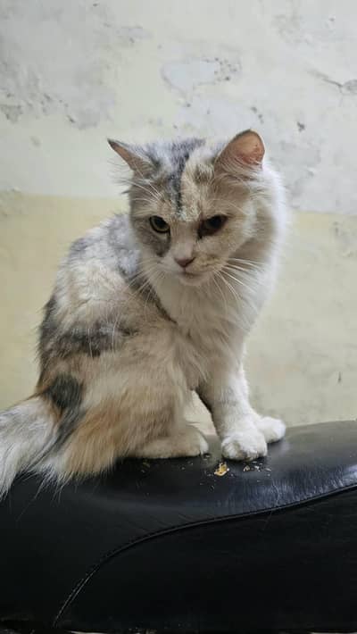 Persian Cat for Sale
