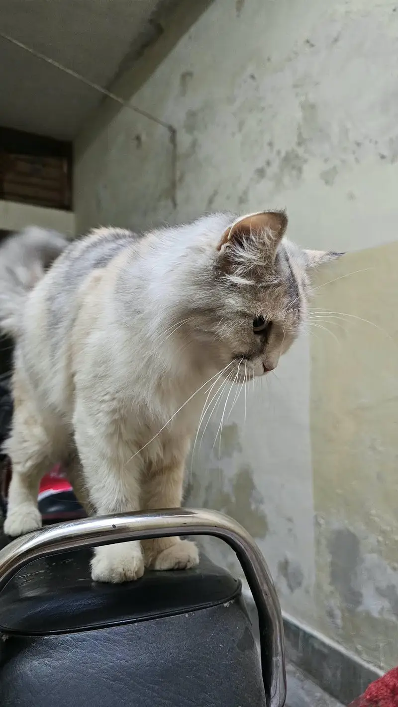 Persian Cat for Sale — photo 3