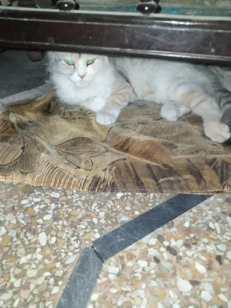 Persian Cat for Sale — photo 4