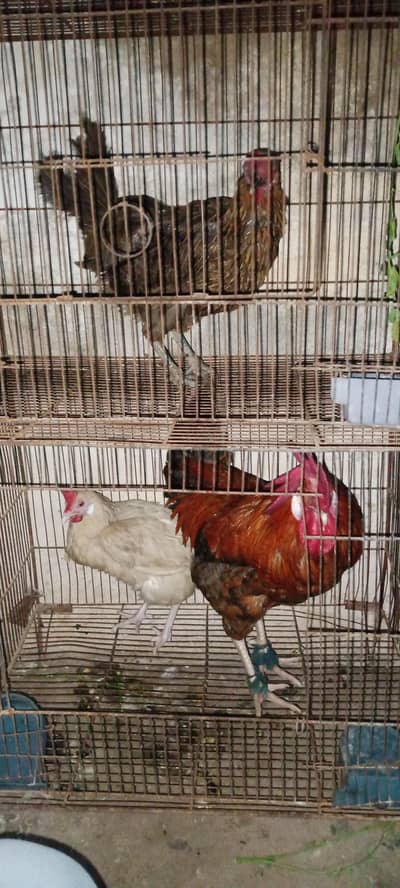 misri murgha murghi one male two females