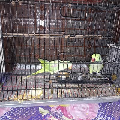 Raw Pair for Sale
