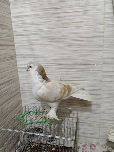 pigeons for sale