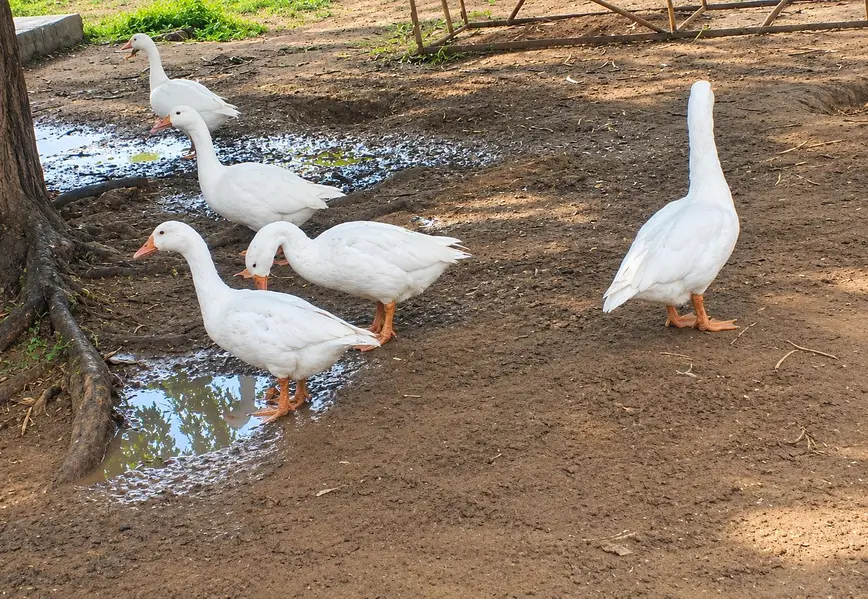 Long Neck Ducks — photo 2