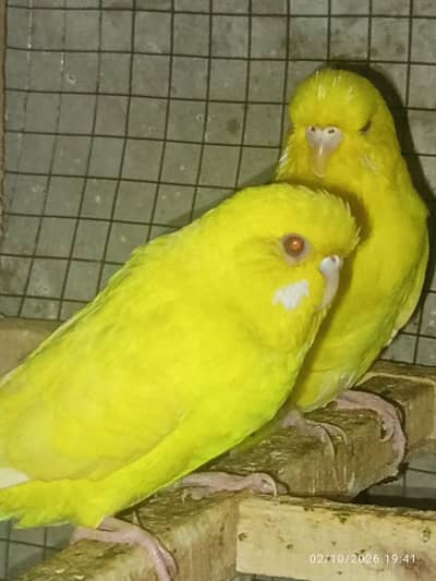 Tcb split breeder pair