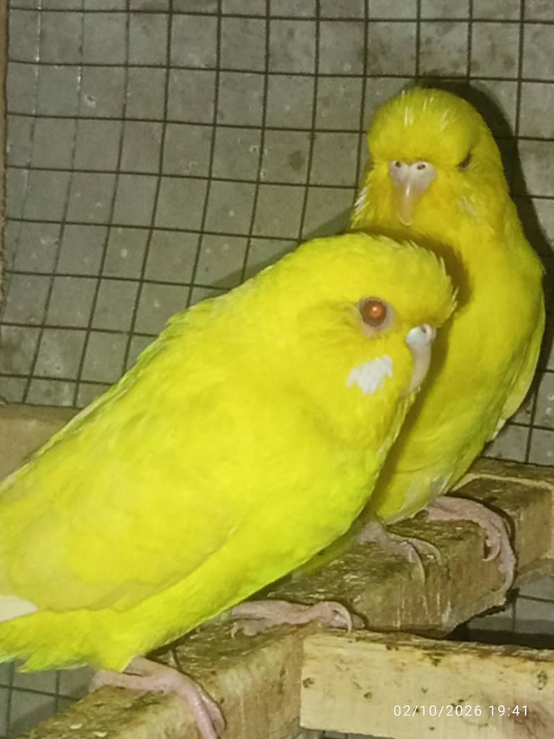 Tcb split breeder pair 0