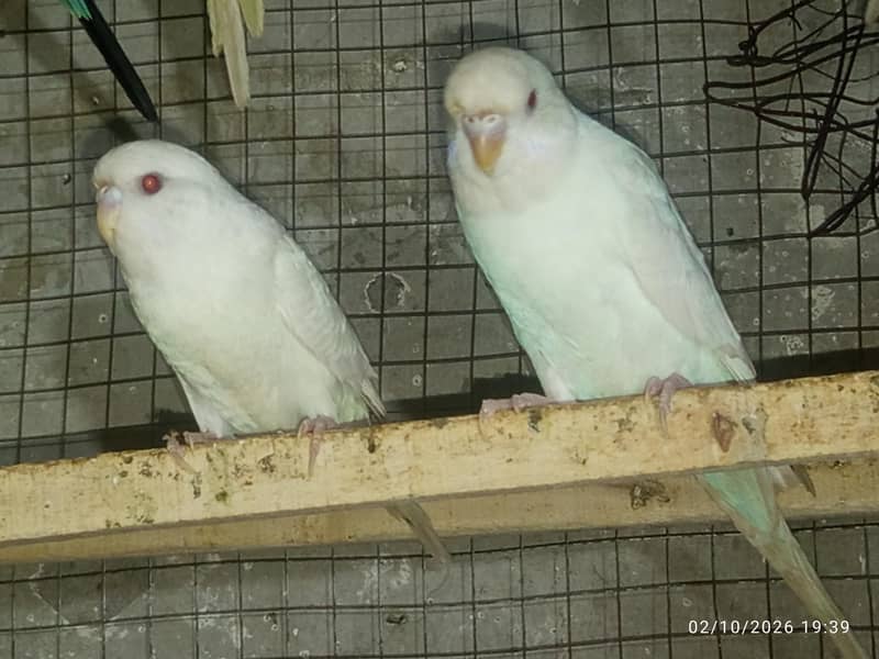 Tcb split breeder pair 1