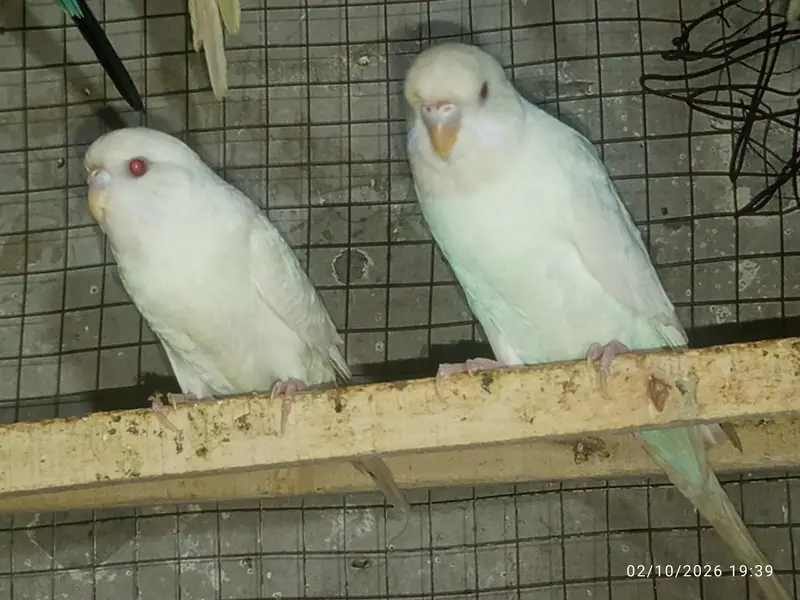 Tcb split breeder pair — photo 2