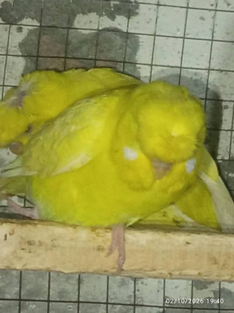 Tcb split breeder pair 2