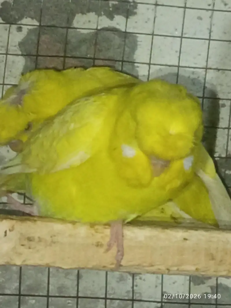 Tcb split breeder pair — photo 3