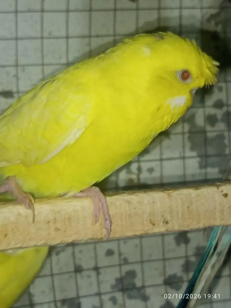 Tcb split breeder pair — photo 4