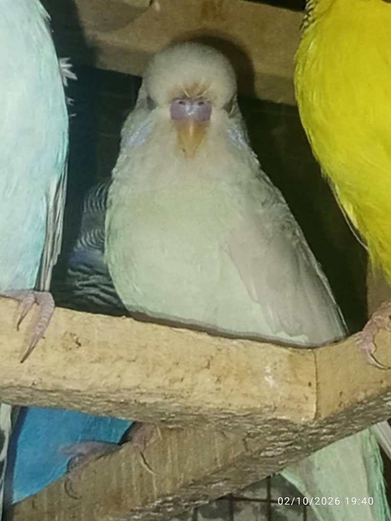Tcb split breeder pair 4
