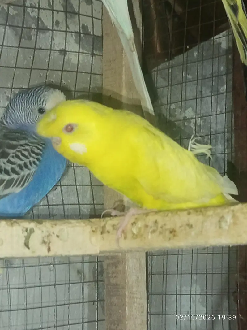 Tcb split breeder pair — photo 6