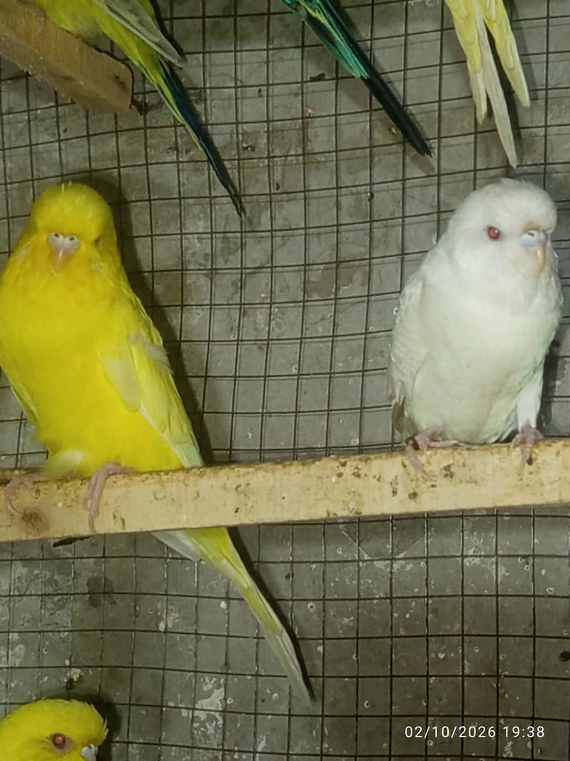 Tcb split breeder pair 6