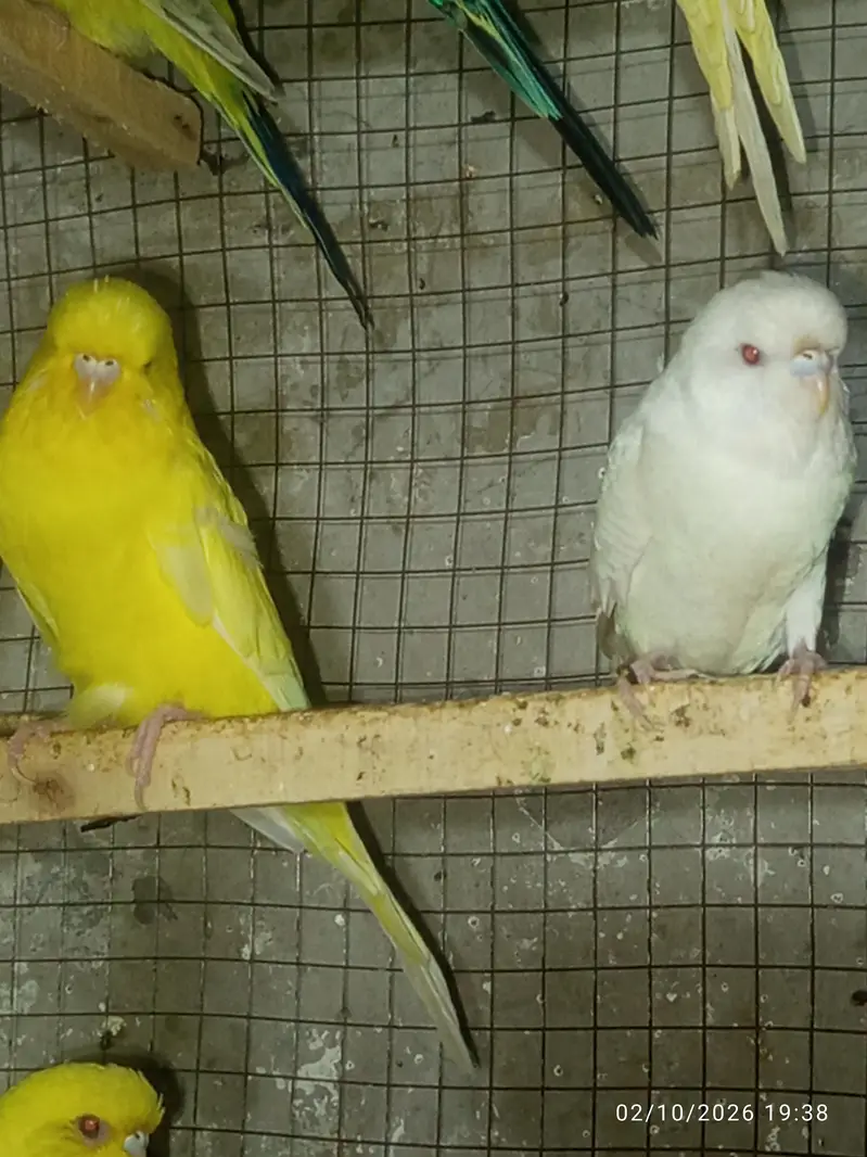 Tcb split breeder pair — photo 7