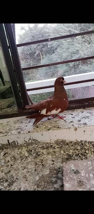 Laal khal breeder male Siyah khal breeder pair available