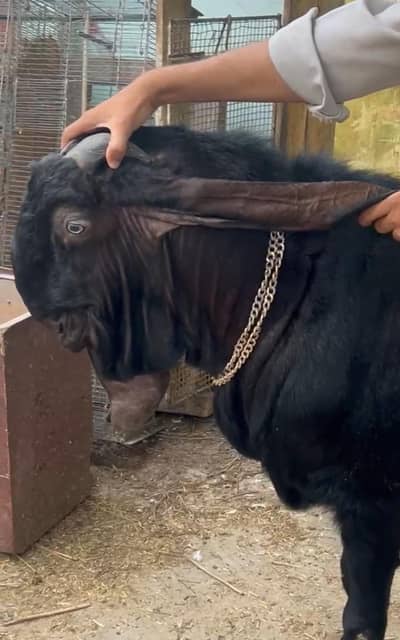 Top quality beetal nagra breeder available for sale