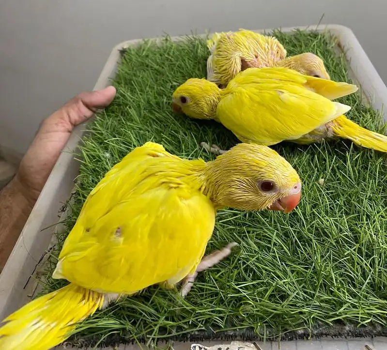yellow parrot chicks — photo 2