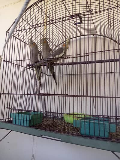 Grey coptails with cage