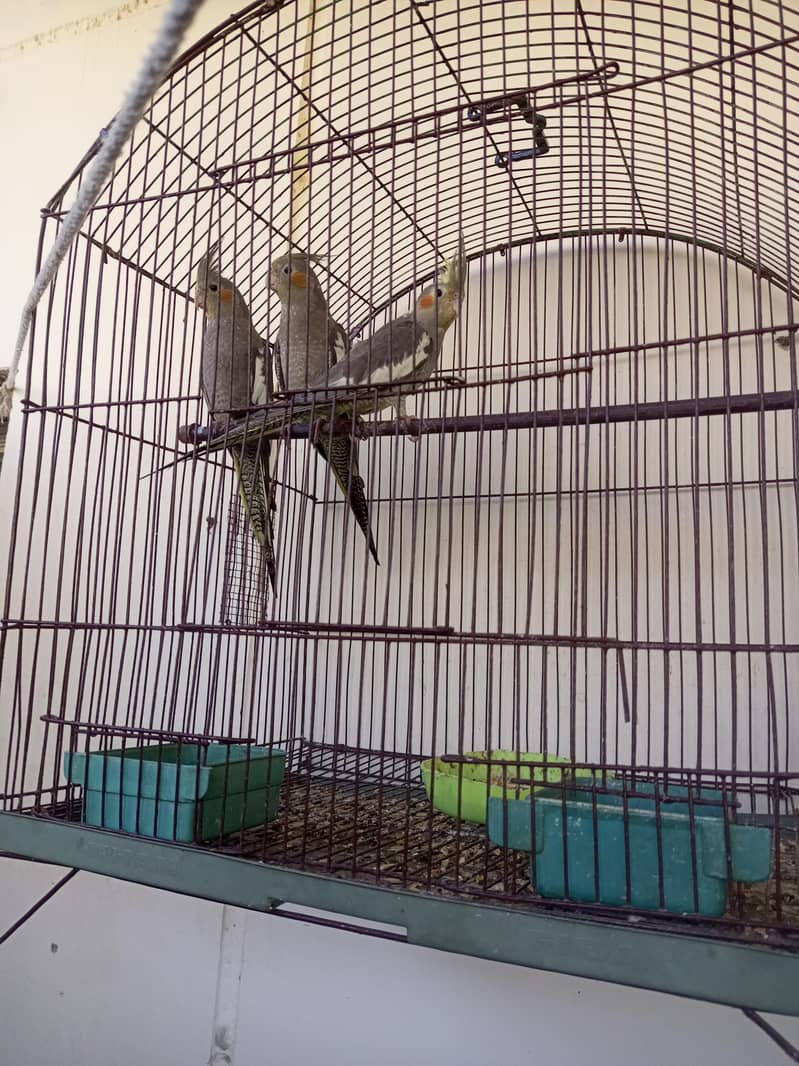 Grey coptails with cage 0