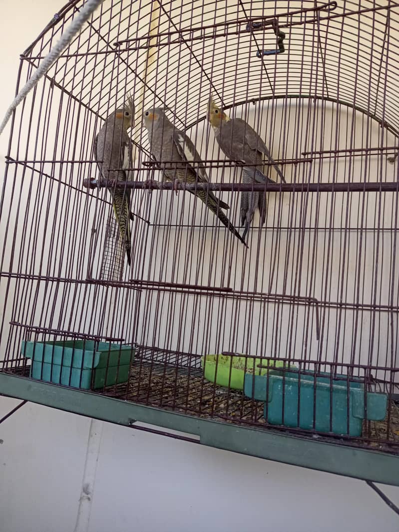 Grey coptails with cage 1