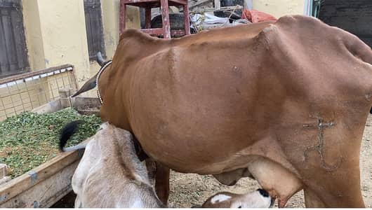 Cow for sale