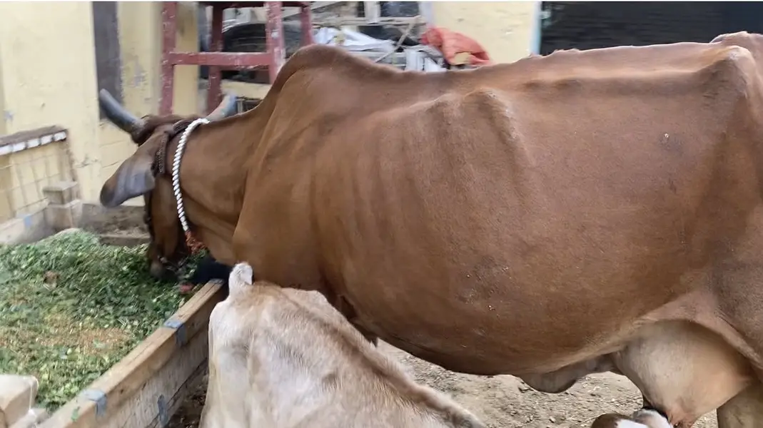 Cow for sale — photo 3