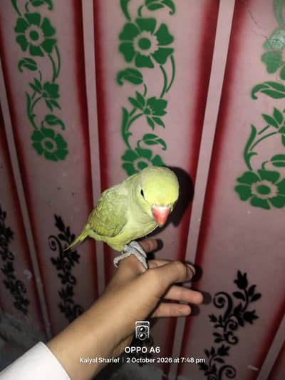 green Kashmiri parrot