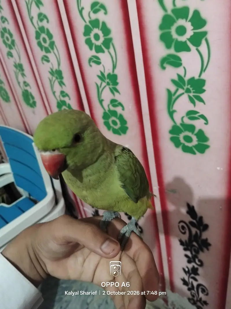 green Kashmiri parrot — photo 2