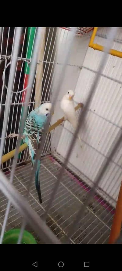 Australian parrots for sale