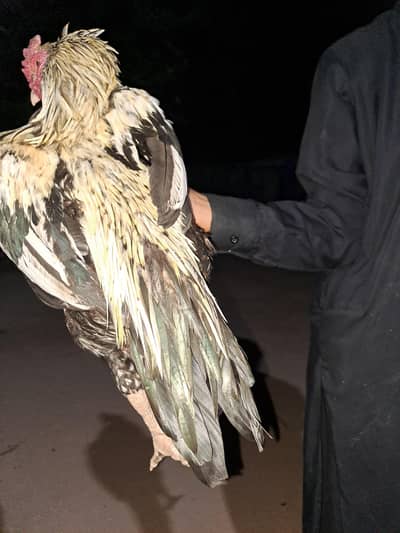 Pure Jawa Aseel Murga For Sale - Top Quality Breeder