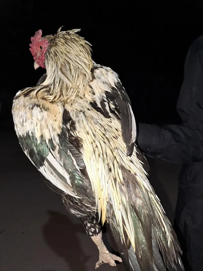 Pure Jawa Aseel Murga For Sale - Top Quality Breeder — photo 2
