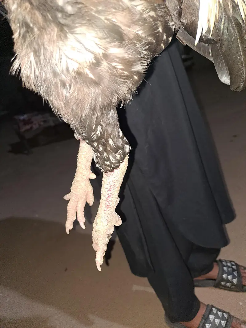 Pure Jawa Aseel Murga For Sale - Top Quality Breeder — photo 3