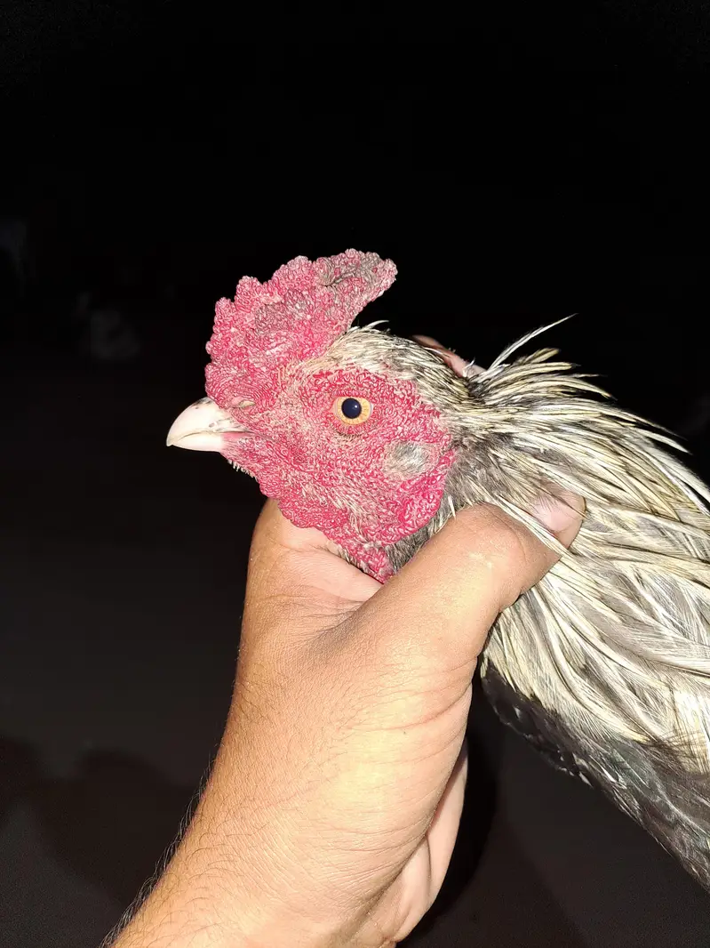 Pure Jawa Aseel Murga For Sale - Top Quality Breeder — photo 4