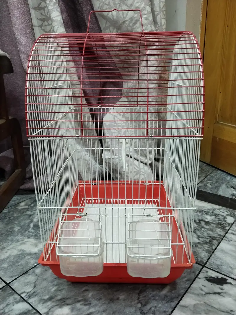 Canary big size cage — photo 2