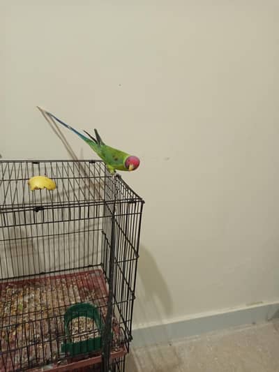 Plum head Male