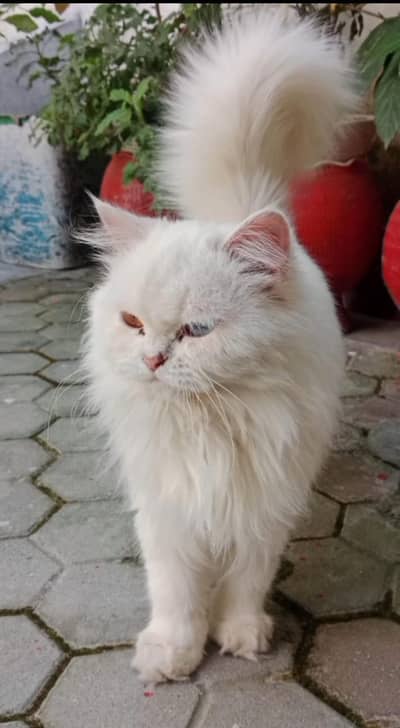 Pure beautiful white persian cat