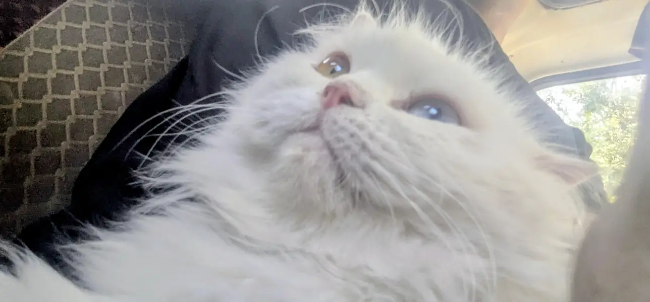 Pure beautiful white persian cat — photo 2