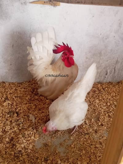Japanese Bantam Zero Size Pair