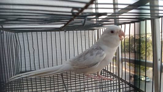 fellow cocktail male 03361869866