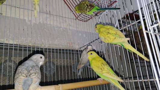 Australia parrot gar keep breed ha healthy active ha mashallah