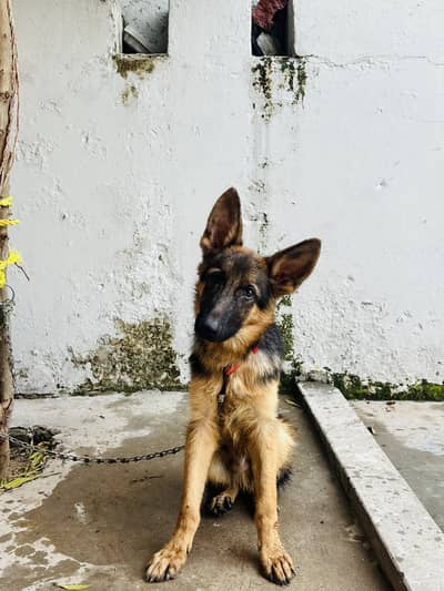pure dog