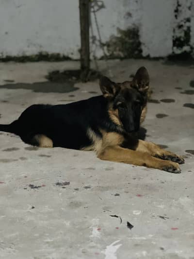 pure dog