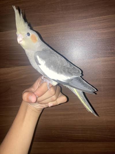 hand tame cocktail