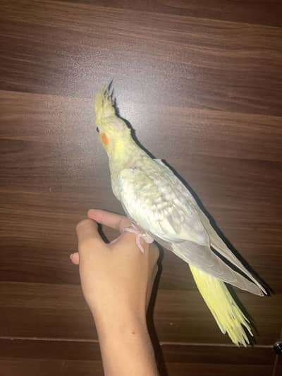 hand tame pearl cocktail