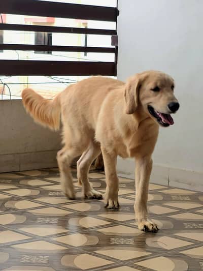Purebred Golden Retriever Puppies – Healthy & Heavy-Boned