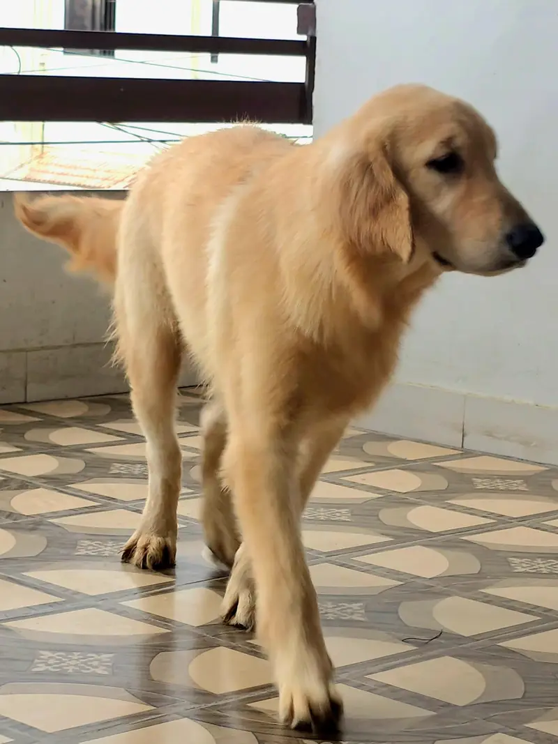 Purebred Golden Retriever Puppies – Healthy & Heavy-Boned — photo 2